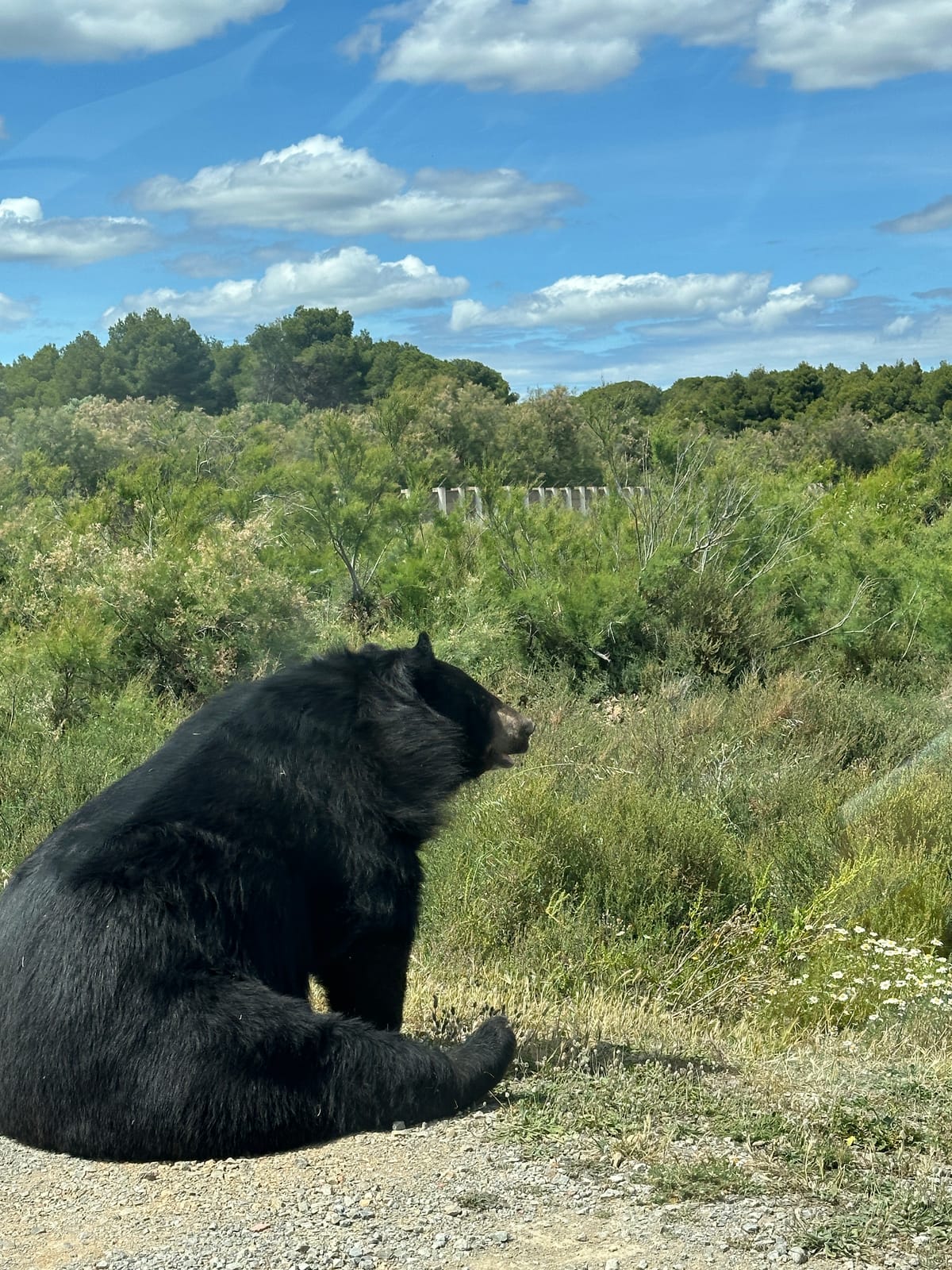 Black Bear