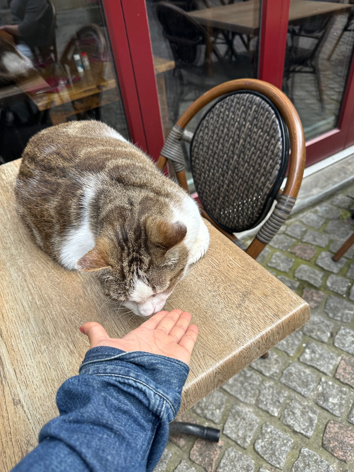 Cute cat